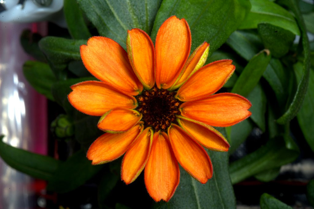 Discovery: First Flower Grown in Space